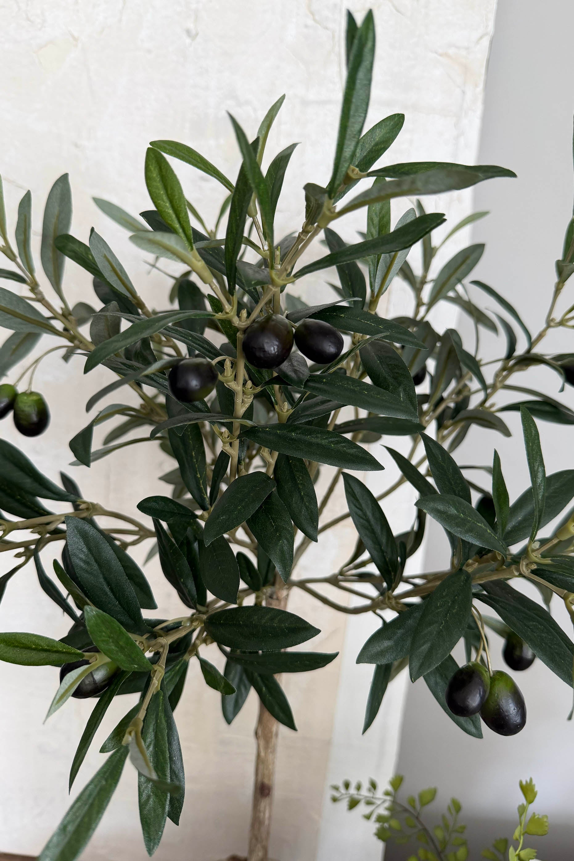 Mini Olive Tree in a Rustic Stone Pot RTFact Flowers 