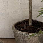 Mini Olive Tree in a Rustic Stone Pot RTFact Flowers 