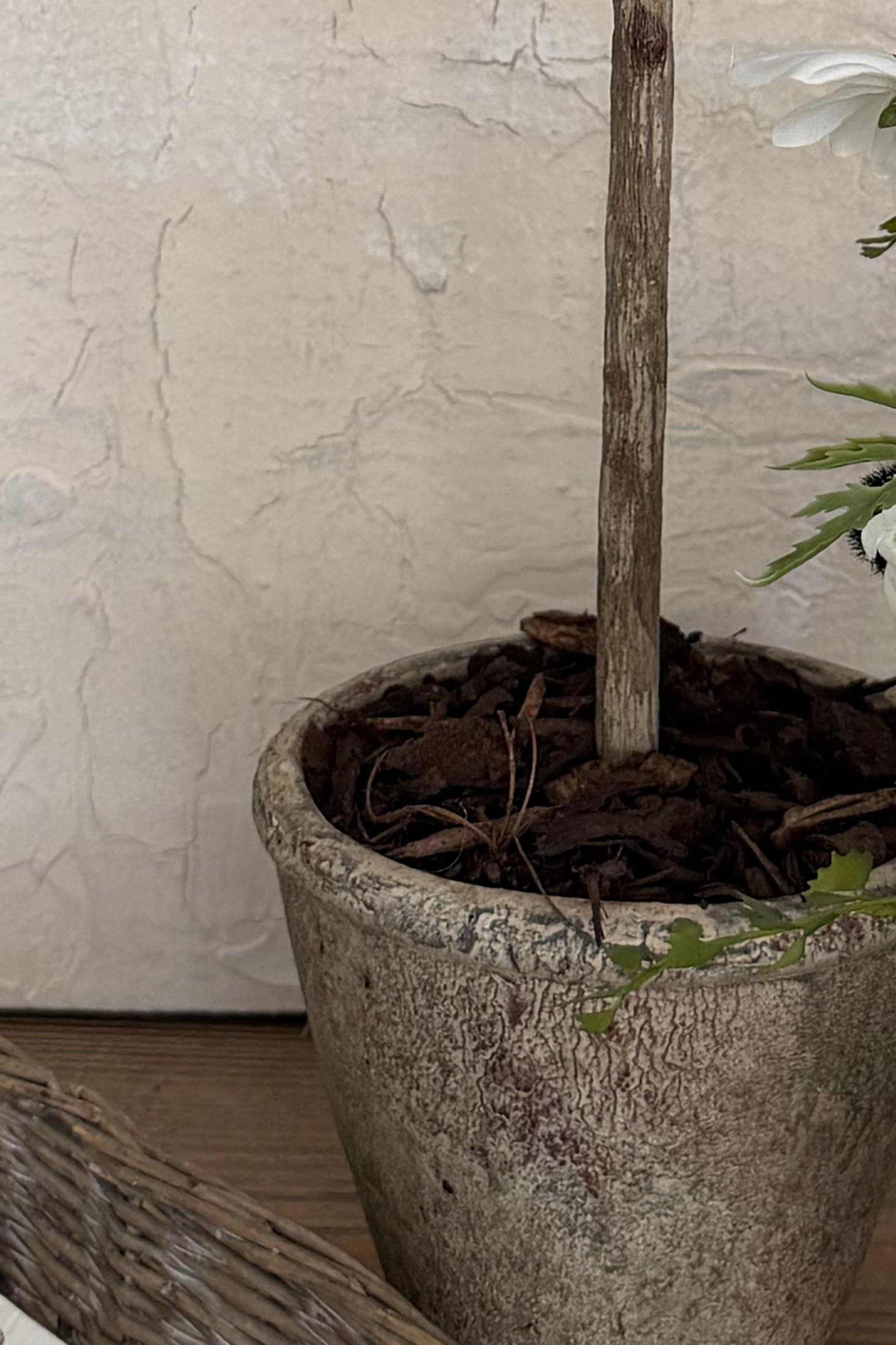 Mini Olive Tree in a Rustic Stone Pot RTFact Flowers 