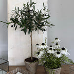 Mini Olive Tree in a Rustic Stone Pot RTFact Flowers 