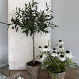 Mini Olive Tree in a Rustic Stone Pot RTFact Flowers 