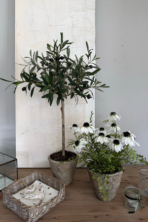 Mini Olive Tree in a Rustic Stone Pot RTFact Flowers 
