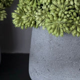 Angelica  in a Grey Stone Vase RTFact Flowers 