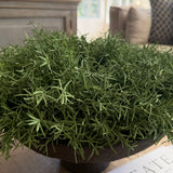 Vanilla Bush in a Brown Metal Footed Bowl