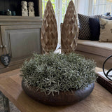 Podacarpus Bush in a Bronze Dimpled Bowl