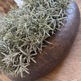 Podacarpus Bush in a Bronze Dimpled Bowl