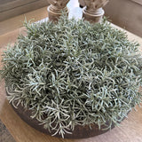 Podacarpus Bush in a Bronze Dimpled Bowl