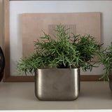 Vanilla Bush in a Pewter Cube
