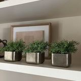 Vanilla Bush in a Pewter Cube