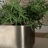Vanilla Bush in a Pewter Cube