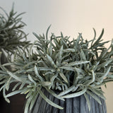 Podacarpus Bush in a Frosted Glass Ridged Vase