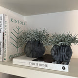 Podacarpus Bush in a Frosted Glass Ridged Vase