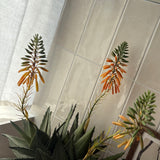 Red Hot Poker in a Terracotta Pot