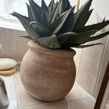 Red Hot Poker in a Terracotta Pot