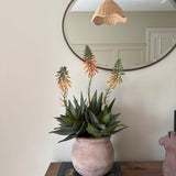Red Hot Poker in a Terracotta Pot