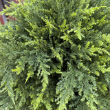 Cypress Ball