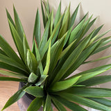 Aloes in a Wooden Planter