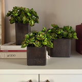 Succulent Branch in a Bronze Textured Cube