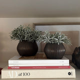 Podocarpus Bush in a Bronze Glass Ridged Vase