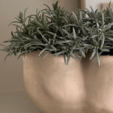 Podocarpus Bush in a Cream Ceramic Wavy Vase
