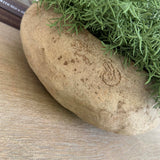 Vanilla Bush in a Terracotta Bowl