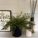 Ferns in a Black Basket ( 2 sizes)