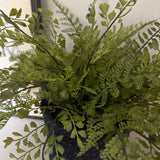 Ferns in a Black Basket ( 2 sizes)