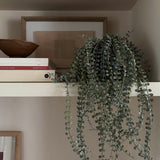 Hanging Succulent in a Warm Grey Stone Pot