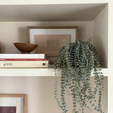 Hanging Succulent in a Warm Grey Stone Pot