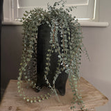 Hanging Succulent in a Matt Black Footed Vase