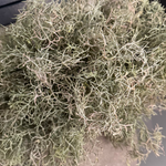 Spanish Moss in a Stone Vase RTfact Flowers 