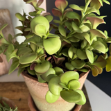 Crassula in a Terracotta Pot