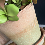 Crassula in a Terracotta Pot RTfact Flowers 