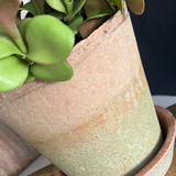 Crassula in a Terracotta Pot RTfact Flowers 