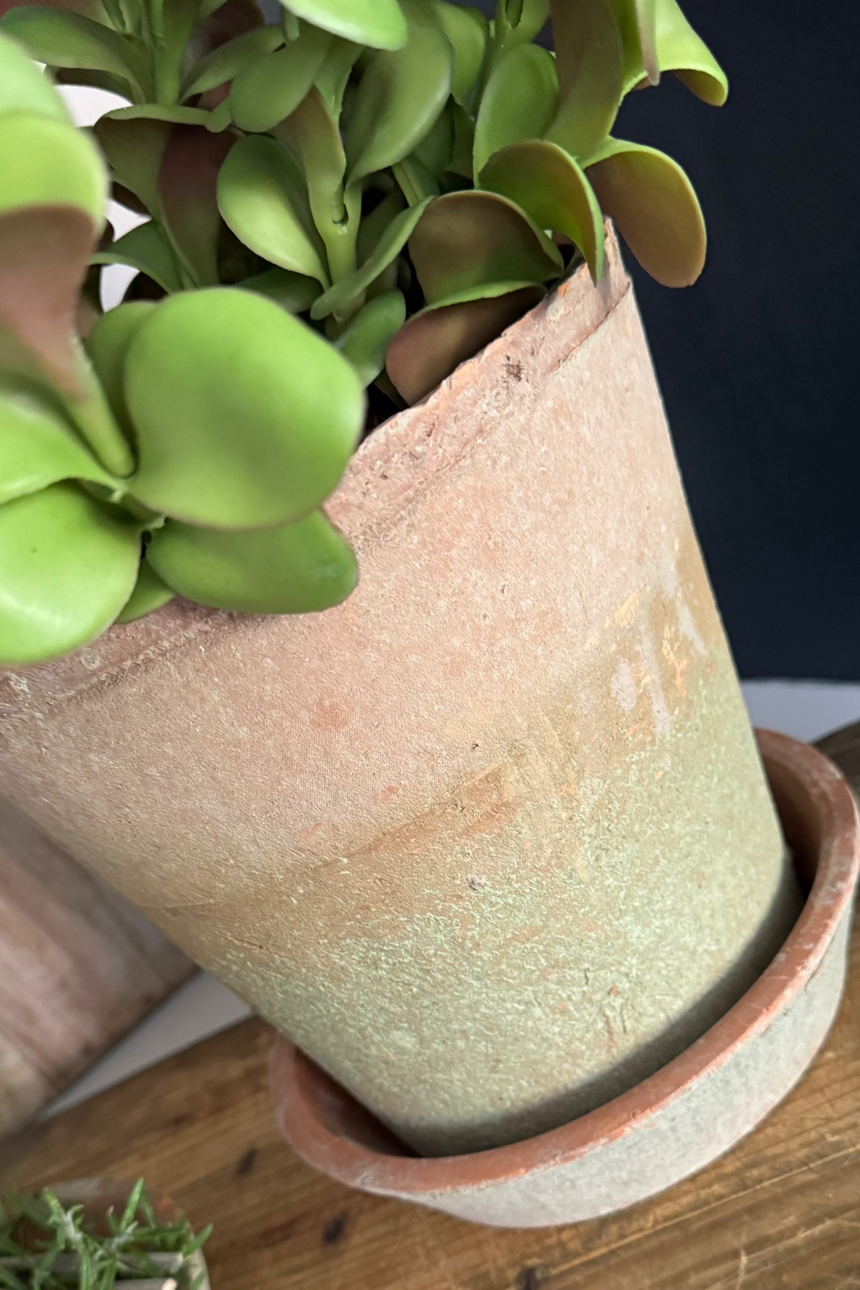 Crassula in a Terracotta Pot RTfact Flowers 