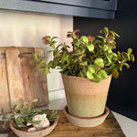 Crassula in a Terracotta Pot RTfact Flowers 