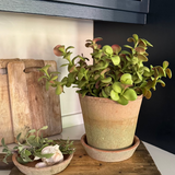 Crassula in a Terracotta Pot RTfact Flowers 