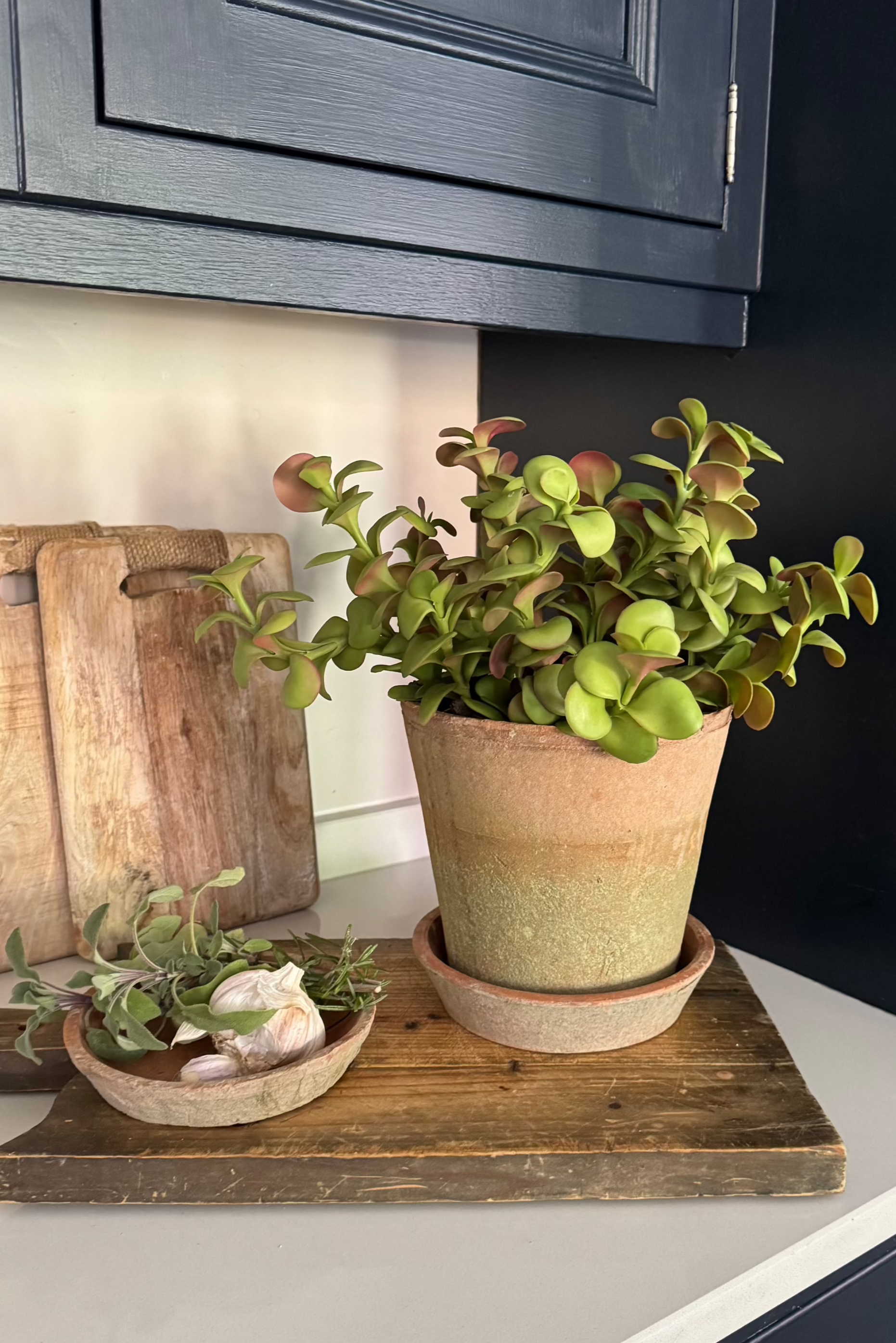 Crassula in a Terracotta Pot RTfact Flowers 