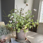 Astrantia and Sea Kale in an Antique Terracotta Pot RTfact Flowers 