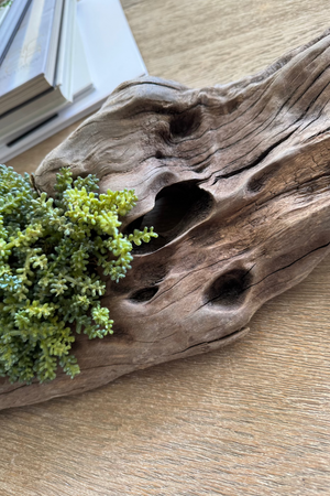 Driftwood with Mini Plant - Small
