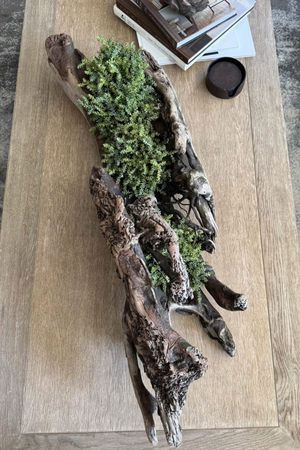 Driftwood with Mini Plant - Medium