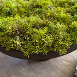 Curly Moss in a Brown Footed Stone Bowl RTfact Flowers 