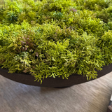 Curly Moss in a Brown Footed Stone Bowl RTfact Flowers 