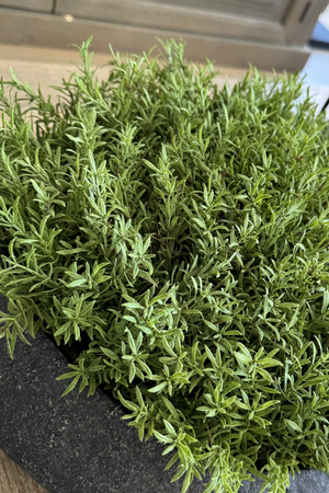 Vanilla Bush in a Black Sandstone Effect Bowl