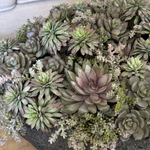 Mixed Succulents in a Black Sandstone Effect Bowl RTfact Flowers 
