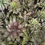 Mixed Succulents in a Black Sandstone Effect Bowl RTfact Flowers 