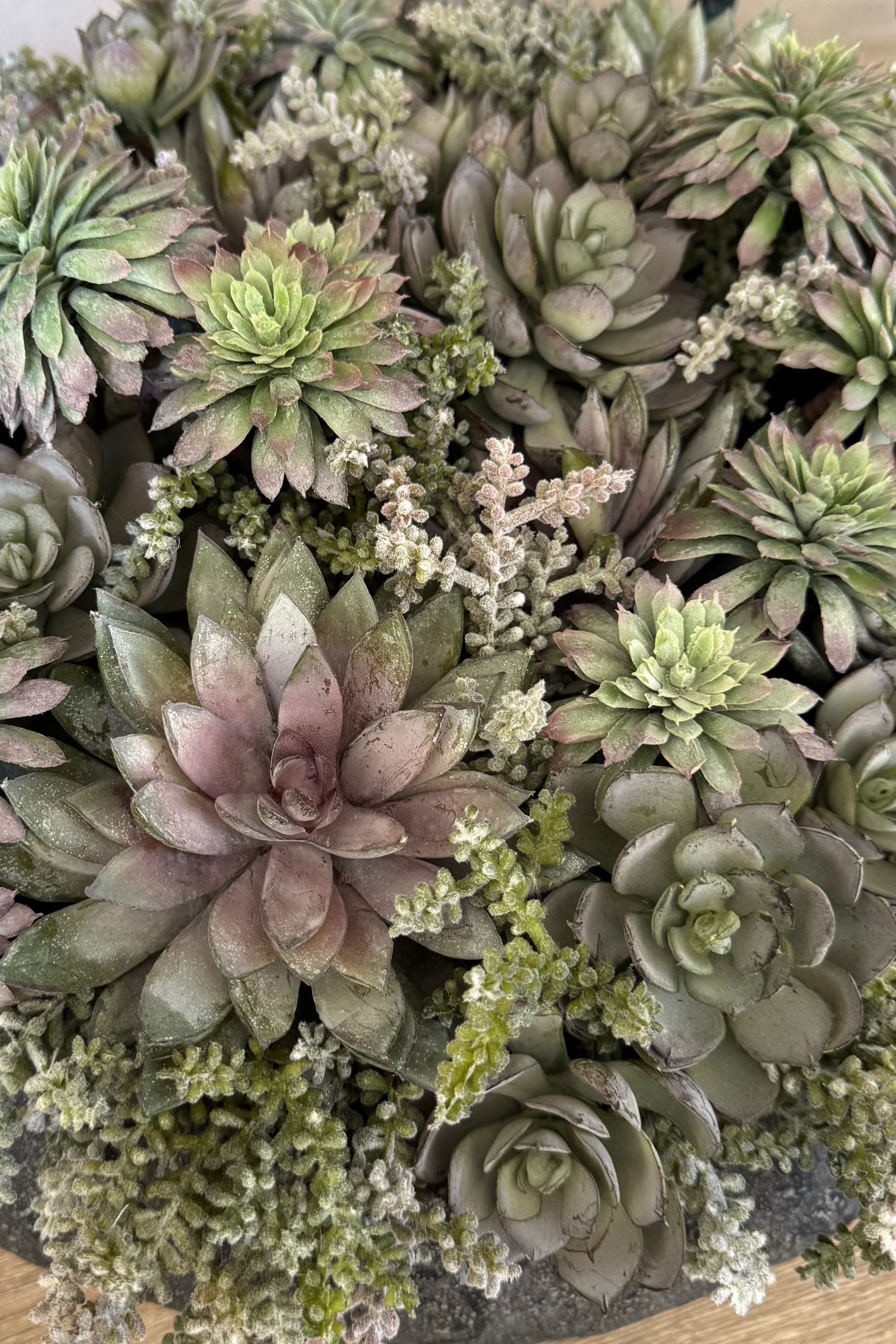 Mixed Succulents in a Black Sandstone Effect Bowl RTfact Flowers 