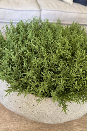 Vanilla Bush in a Grey Sandstone Effect Bowl