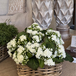 Kalanchoe Bell in a Square Basket RTfact Flowers 