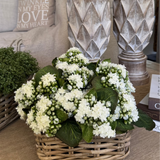 Kalanchoe Bell in a Square Basket RTfact Flowers 